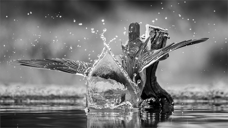 SHR Silver Medal - Nature Monochrome - Deep Dive - Wayne dos Santos Niz - Westville Camera Club