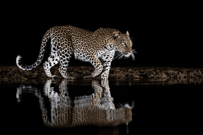SHR Silver Medal - Nature No Birds Landscapes or Macro -Leopard reflection - Juan Venter - Hibiscus Coast Photographic Society