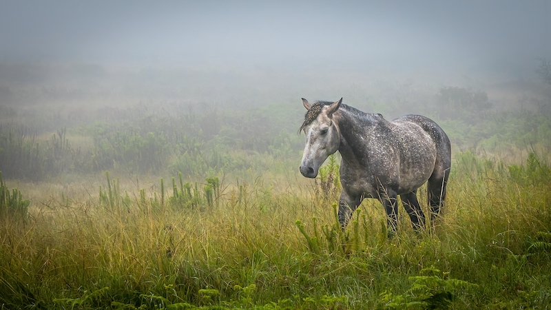 PSSA Bronze Medal-Junior-Open-Wild Stallion Walking out of Morning Mist 2-Yafei Yi-Sandton Photographic Society