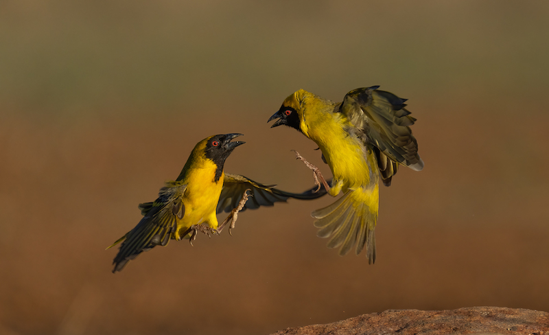 Up&Coming Bronze Medal-Junior- Nature-Weaver Spat 22.10.21-Jack Gamble-Bloemfontein Kameraklub