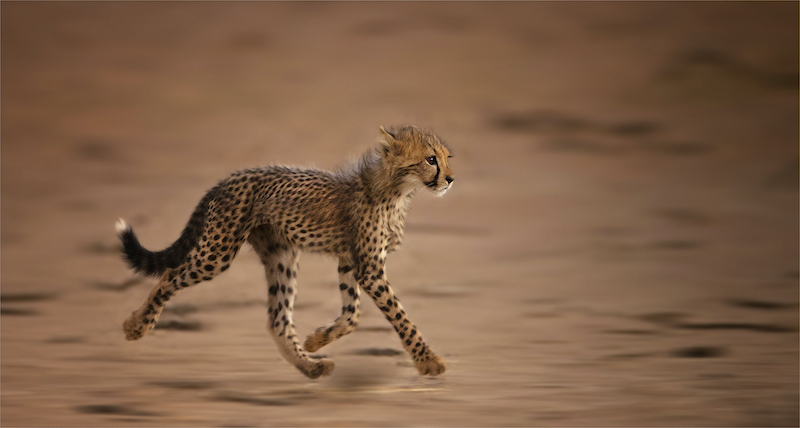 PSSA Silver Medal - Action Colour and Monochrome - cheeta cub on a mission - Geo Jooste - Bloemfontein Kameraklub