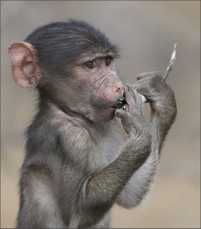 PSSA Silver Medal - Nature Colour - Ietsie lekker - Gerhard Thysse - Springs Photographic Club