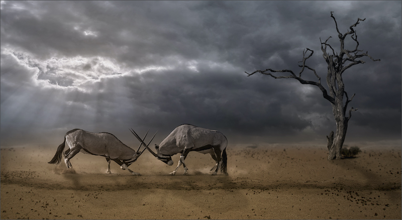 EPS Club Medal-Open Colour-Morning Battle-Simon Fletcher-Southern Suburbs Camera Club