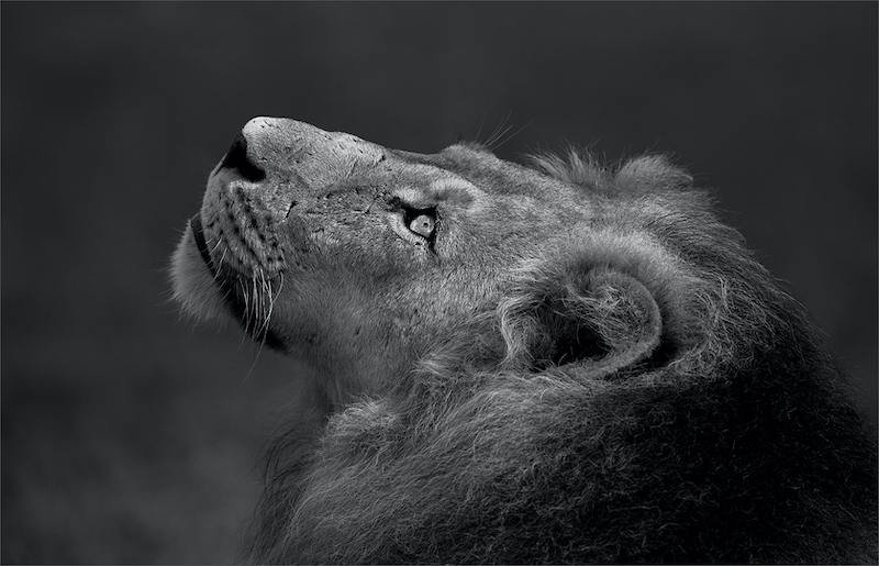 EPS Club Medal-Open Monochrome-Looking for lunch in the sky-Jannes Drotsky-Bethal Fotografie Klub