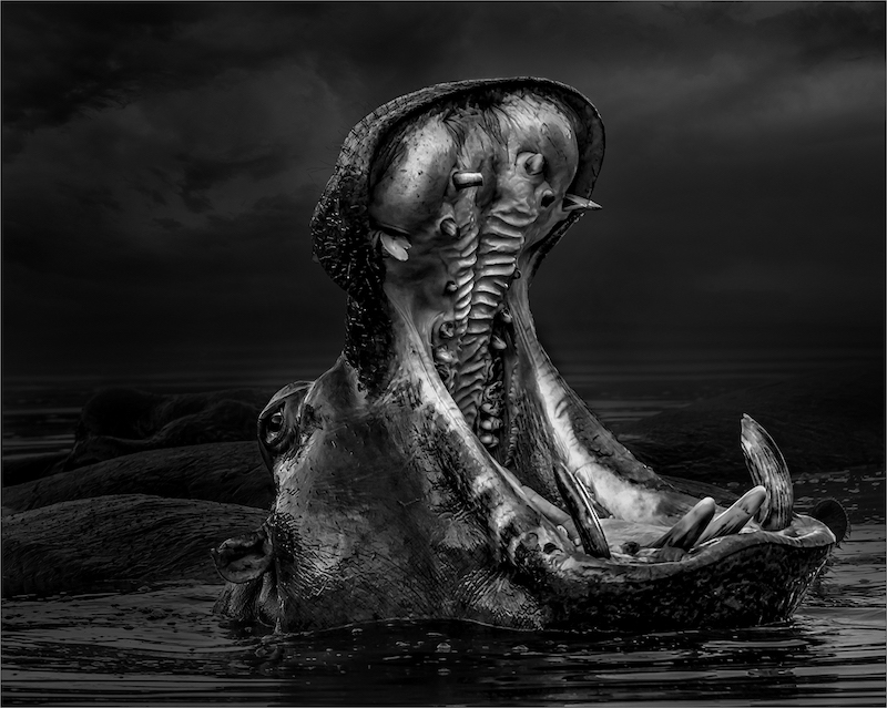 PSSA Silver Medal-Open Monochrome-Seekoei gaap-Tallies Taljaard-Kriel Foto Club