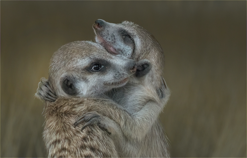 RPS Silver Medal - Open Colour - All you need is love - Michelle Pearson - Hibiscus Coast Photographic Society