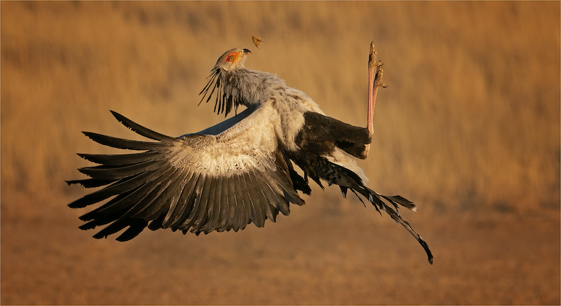 RPS Silver Medal - Wildlife Birds Only -Prey in midair - Geo Jooste - Bloemfontein Kameraklub