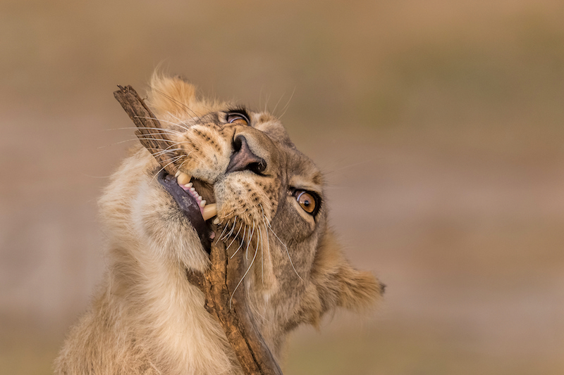 RPS Silver Medal - Wildlife No Birds - Still with a stick - Kathy Kay - Hibiscus Coast Photographic Society