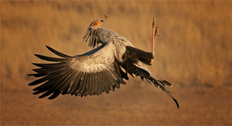 BCC Medal - Runner Up - Nature Birds Only - Geo, Jooste - Bloemfontein Kameraklub - prey in midair