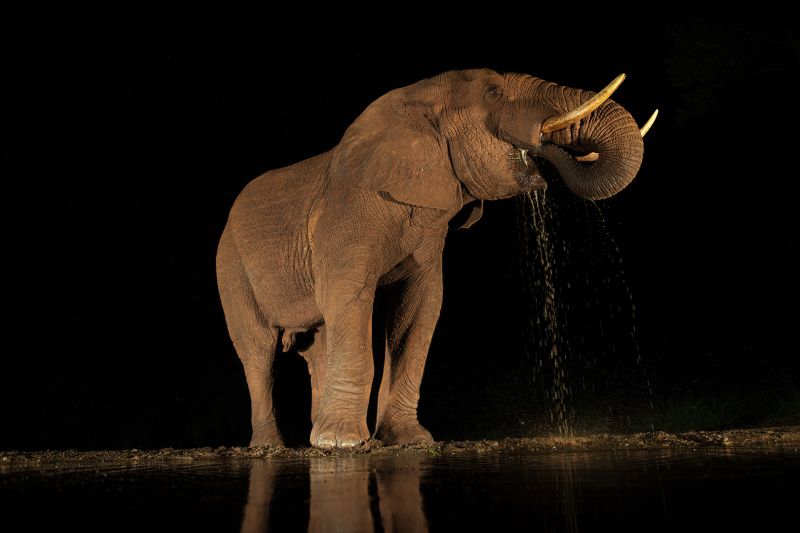 PSSA Medal - Winner - Nature - No Birds - Wayne, dos Santos Niz - Westville Camera Club - Elephant One For The Road