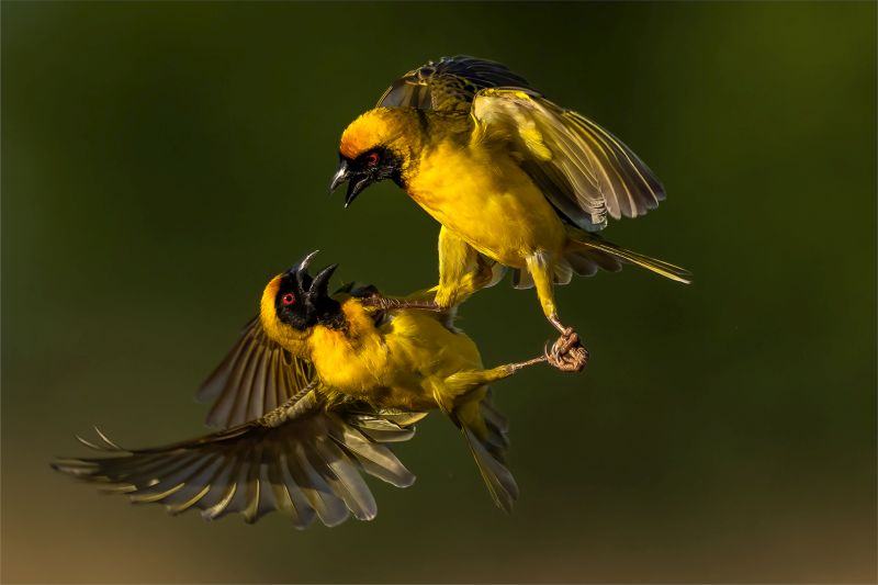 PSSA Medal - Winner - Nature Birds Only - Michiel, Duvenhage - Bloemfontein Kameraklub - 03 Geelvink 5 TSG Okt