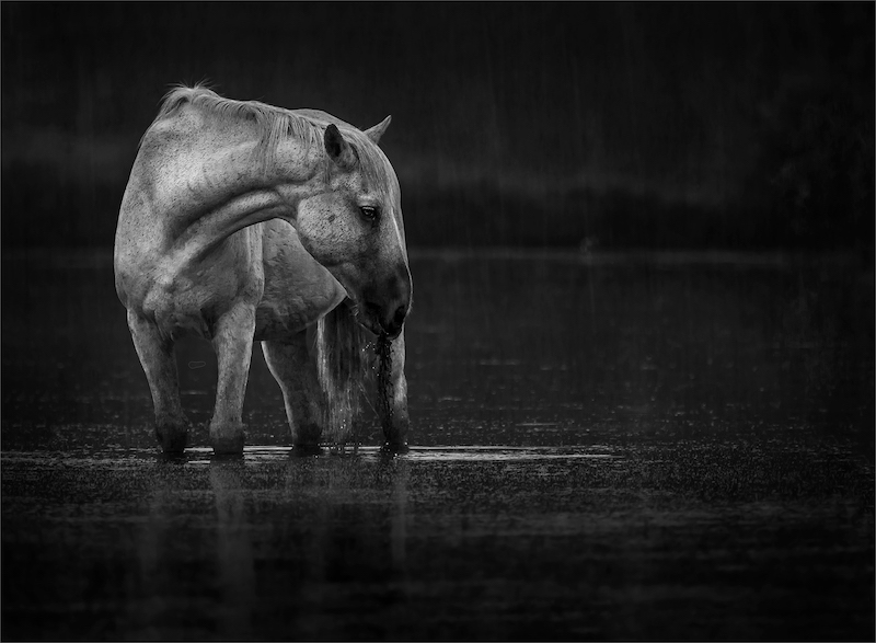 MFFC Silver Medal - Open Monochrome - Nourishment from the Lake - Kobus Yssel - Southern Suburbs Camera Club