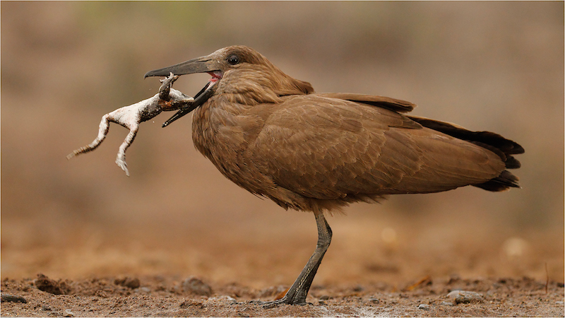 MFFC Silver Medal - Wildlife Birds Only Colour - Frog meal - Francois van der Watt - Bloemfontein Kameraklub