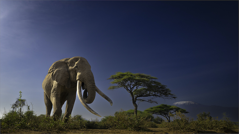 MFFC Silver Medal - Wildlife No Birds Colour - Amboseli Icon 2 - Dewald Tromp - Midlens Fotoklub