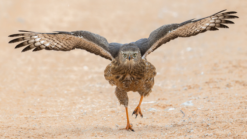PSSA Silver Medal - Wildlife Birds Only Colour - Coming for You - Christo Giliomee - Paarl Photographic Club
