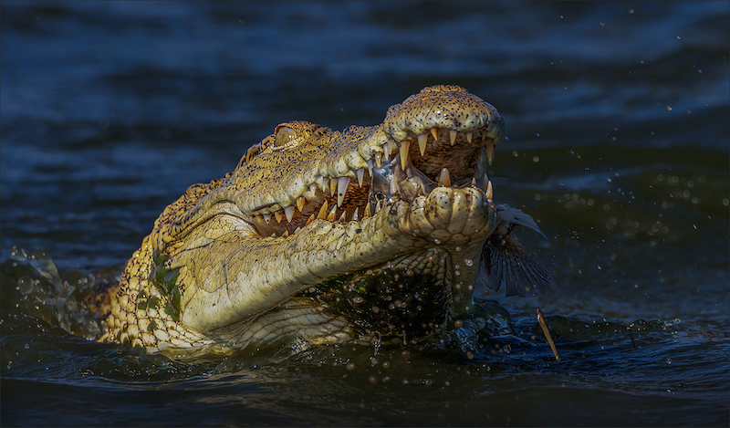 PSSA Silver Medal - Wildlife No Birds Colour - Time for sushi - Cobus Manders - Bethal Fotografie Klub