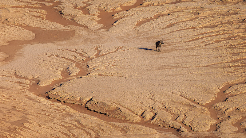FIAP Gold Medal - Nature Colour  Brown hyena at Sossusvlei  Carina de Klerk Hermanus