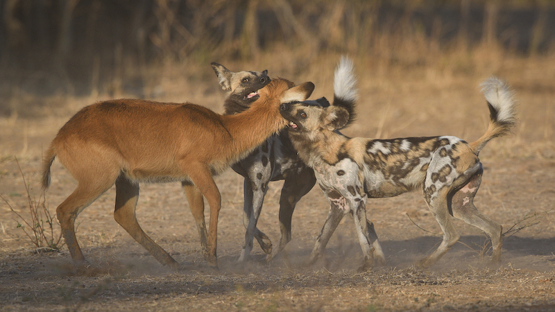 PSSA Silver Medal - Nature Colour  Natures Way  Christo Giliomee Paarl