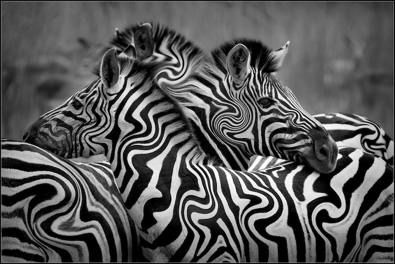 PSSA Silver Medal - Open Mono  Eclectic Zebras  Michael Feistel Brandpunt