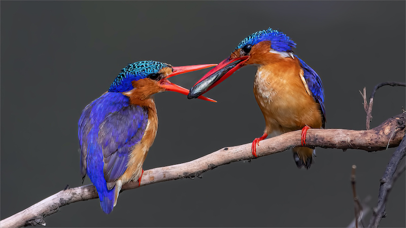 VPS Silver Medal-Nature Colour-Maak groter oop-Andre Serfontein-Imagelink Virtual Club