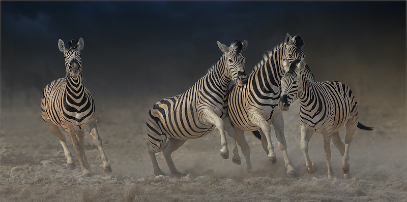 VPS Silver Medal-Open Colour-playful zebra-Jannes Drotsky-Bethal Fotografie Klub
