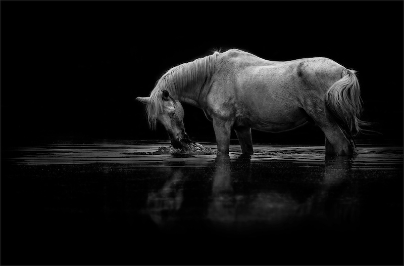 VPS Silver Medal-Open Monochrome-White Stallion reflection-Kobus Yssel-Southern Suburbs Camera Club