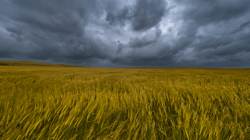 VPS Silver Medal-Scapes Colour-Fields of Gold-Wayne dos Santos Niz-Westville Camera Club