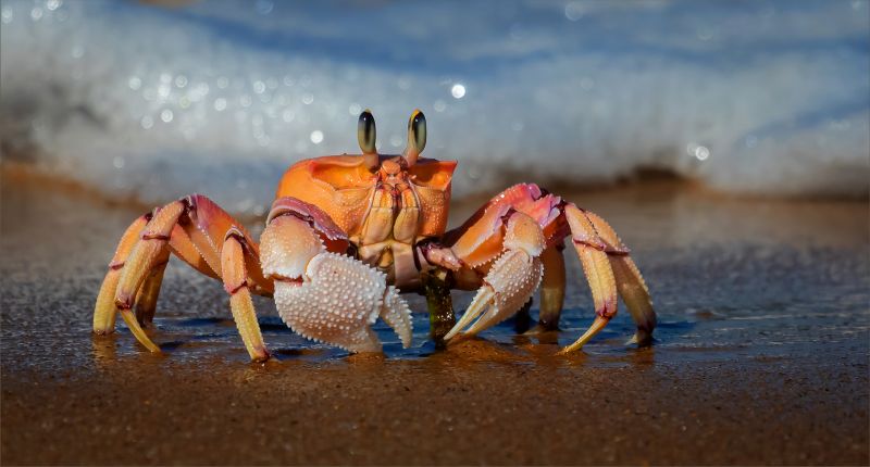 PSSA Silver Medal - Nature Macro Colour - Pienk spookkrap eet - Andre Serfontein - Imagelink Virtual Club