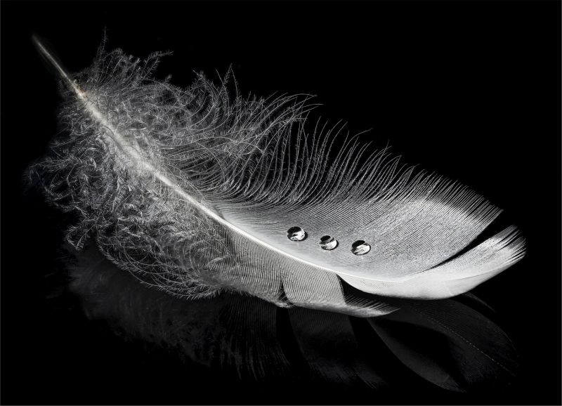 PSSA Silver Medal - Open Mono -A FEATHER APPEAR WHEN ANGELS ARE NEAR - Olga Collet-Serret - Kosmos Photography Club