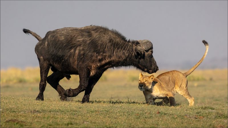 PSSA Silver Medal - Wildlife Colour - Fighting hard - Phil Sturgess - Hermanus Photography Club