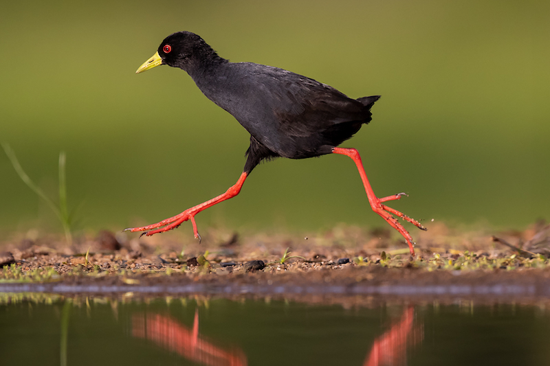 Bethal Silver Medal-Nature - Birds Only - Colour-Running like the Road Runner (FPSSA)-Alta Oosthuizen-Pretoria Photographic Society