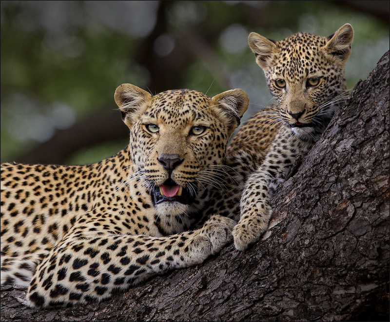 Bethal Silver Medal-Nature - No Birds - Colour-Safe up the tree-Leon Drotsky-Ermelo Foto Klub