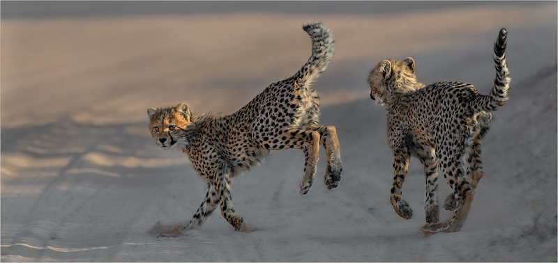 Bethal Silver Medal-Open Colour-Two young Cheetahs-Jan  van Niekerk-Ermelo Foto Klub
