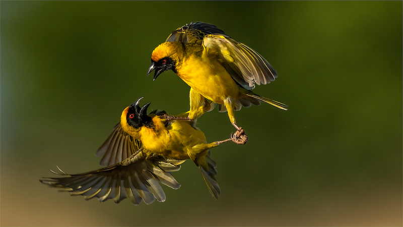 PSSA Silver Medal-Nature - Birds Only - Colour-Geelvink 5 TSG Okt 21-Michiel Duvenhage-Bloemfontein Kameraklub