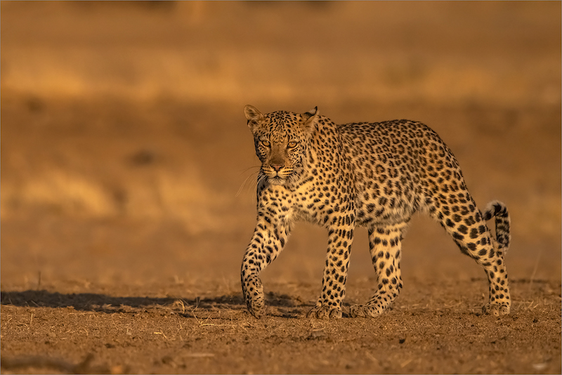 PSSA Silver Medal-Nature - No Birds - Colour-Safran on the move-Gonnie Myburgh-National Photographic Club