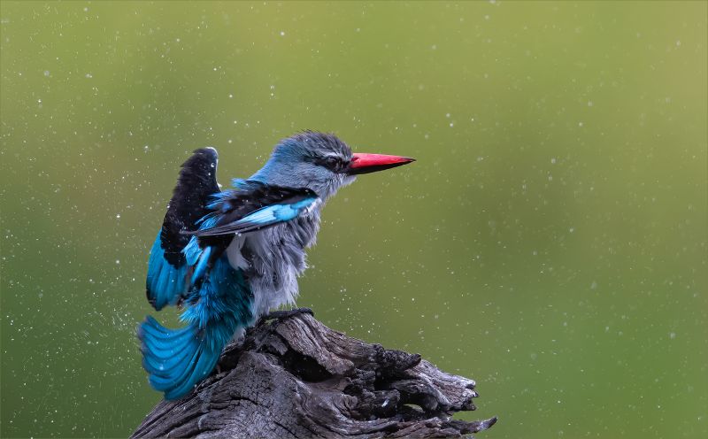 PSSA Silver Medal - Nature Colour - Shake Dry - Hennie Louw - Bosveld Fotografie Klub