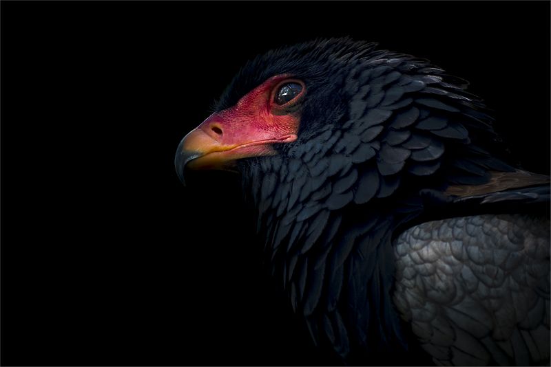 PSSA Silver Medal - Open Colour - Portrait of Bataleur - Ronelle van den Heever - Maritzburg Camera Club