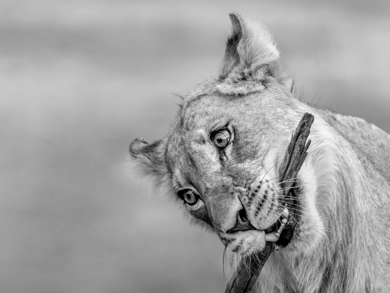 PSSA Silver Medal - Open Mono - lion playing with a stick mono - Kathy Kay - Hibiscus Coast Photographic Society