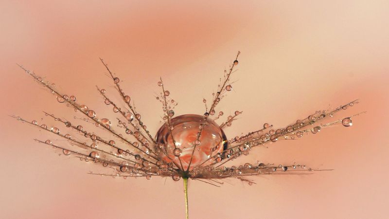 PSSA Silver Medal - Still Life Colour - Dandelion drops - Hugh Watson - Highway Camera Club