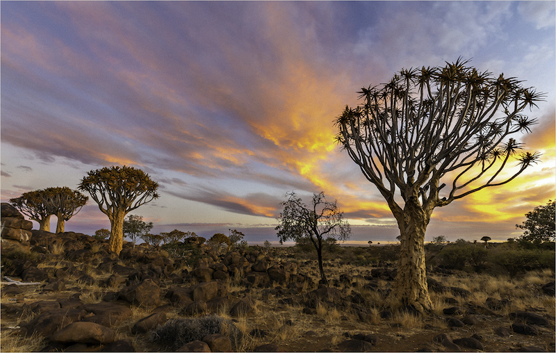 EFK Silver Medal - Scapes - Colour - Sonsondergang in kokeboomwoud - Pierre Jordaan - Eden Photographic Society