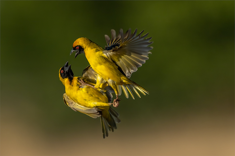 PSSA Silver Medal - Nature Birds Only - Colour - Geelvink 8 TSG Okt 21 - Michiel Duvenhage - Bloemfontein Kameraklub
