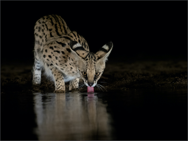 PSSA Silver Medal - Wildlife - Serval lapping water - Shirley Gillitt - Westville Camera Club