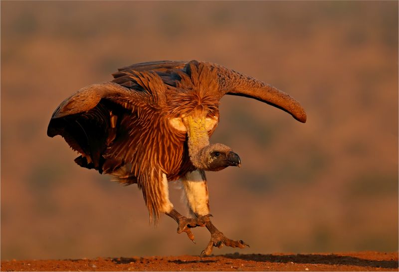 Laeveld Fotografie Klub Silver-Nature Birds Only - Colour-Vulture landing 0121-Francois van der Watt-Bloemfontein Kameraklub