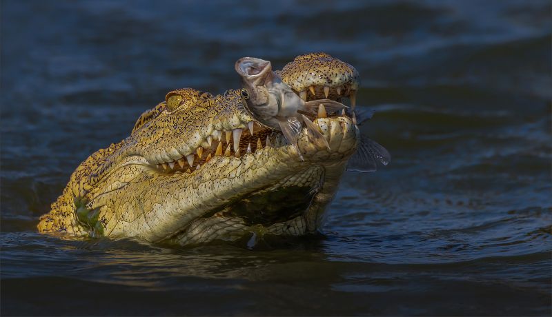 PSSA SILVER MEDAL-NATURE COLOUR-KROKODIL SE ETENSTYD-COBUS MANDERS-