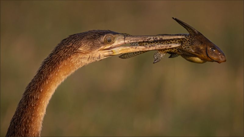 PSSA SILVER MEDAL-Nature Birds Only - Colour-Darter and Squeaker-Phil Sturgess-Hermanus Photographic Society