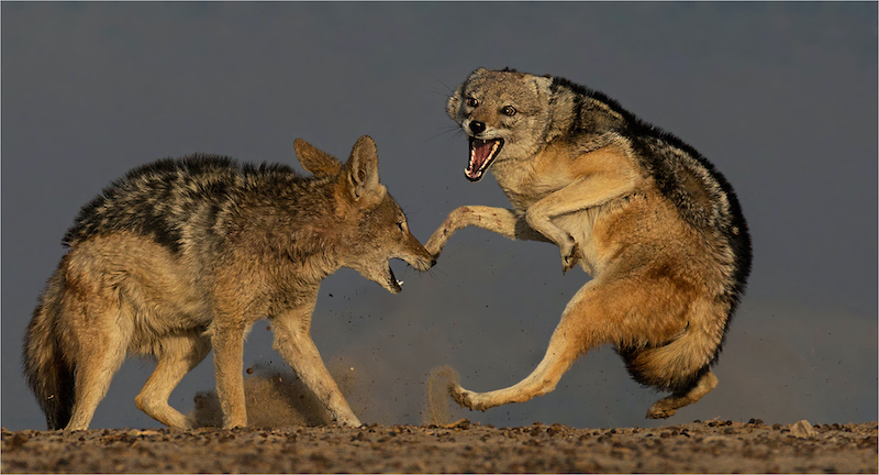 PSSA Bronze Medal - Wildlife - Aggressive jackal - Annette Ligthelm - AFO Photography Club