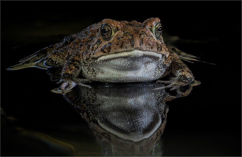 PSSA Silver Medal - Nature macro - Tode - Christiaan Kotze - AFO Photography Club