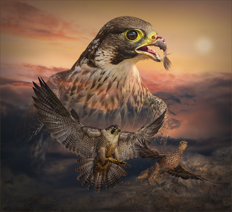 PSSA Silver Medal - Open - Peregrine the fastest bird in the world - Dries Fourie - Vereeniging Photographic Society