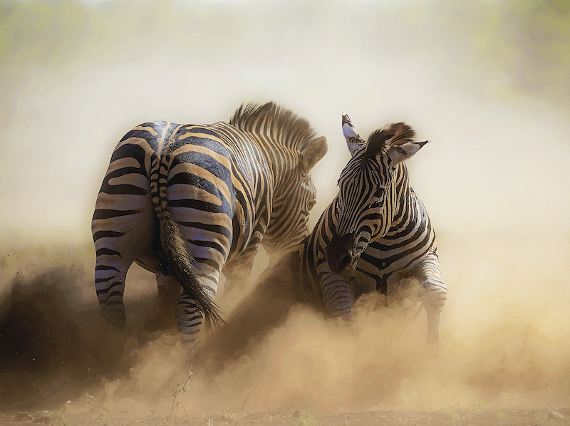 PSSA Silver Medal - Wildlife - Frightfulness - Treurnicht du Toit - Independent