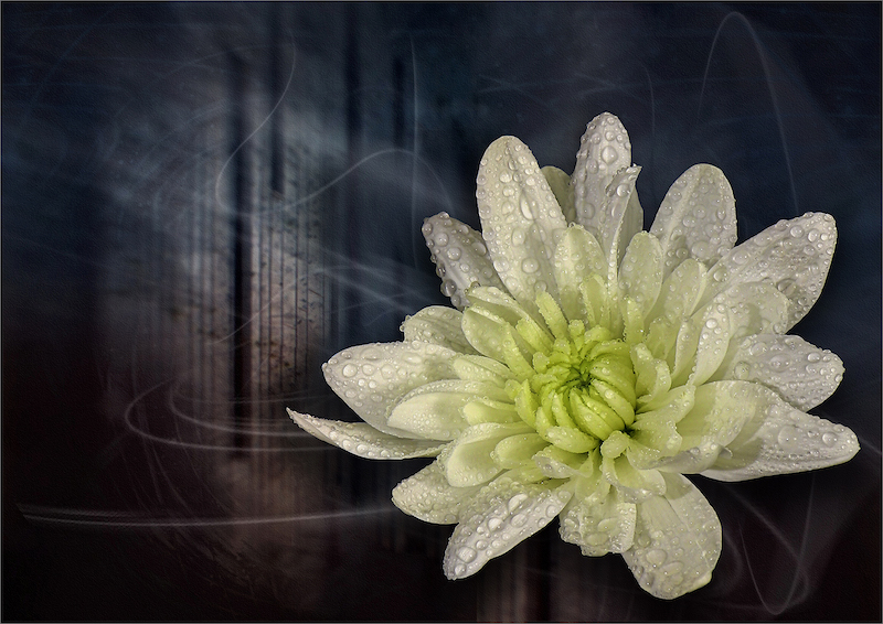 Sandton Silver Medal - Grasses, Flowers and Trees -Daliah on a Wall - Corine Ross - Krugersdorp Camera Cub